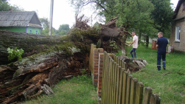 Повалені дерева, пошкоджений будинок і зупинка: у районі на Волині буревій наробив лиха. ФОТО