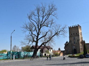 У Луцьку рятуватимуть ясен Лесі Українки, якому дві сотні років