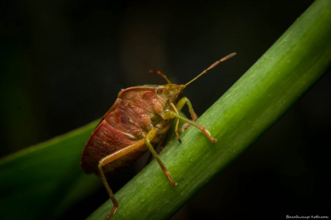 Волинський фотограф опублікував неймовірні макросвітлини комах та рослин