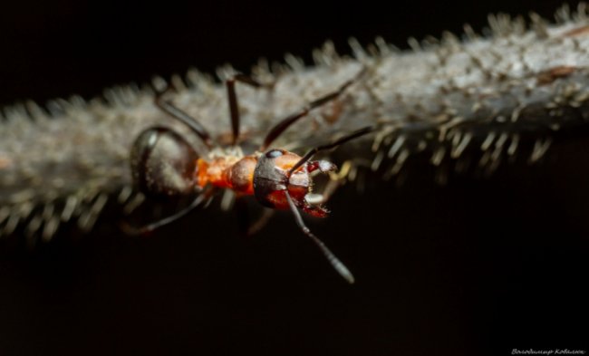 Волинський фотограф опублікував неймовірні макросвітлини комах та рослин