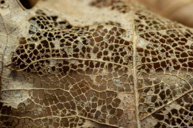 Волинський фотограф опублікував неймовірні макросвітлини комах та рослин