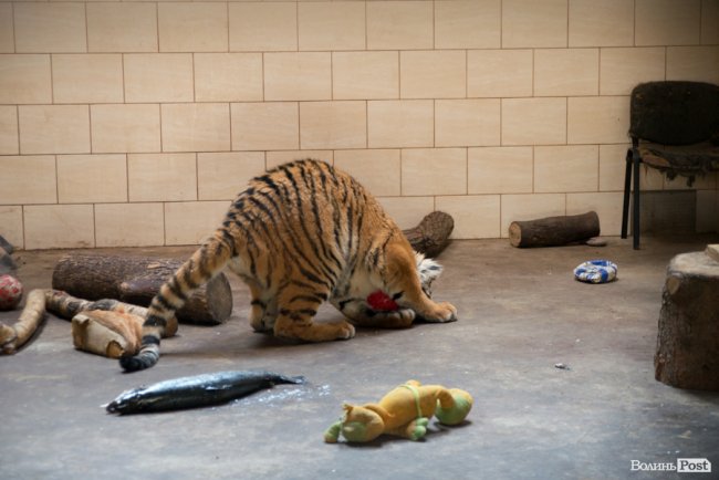 Важить 80 кілограмів і любить купатися: тигреняті Тріші з луцького зоопарку виповнився 1 рік. ФОТО