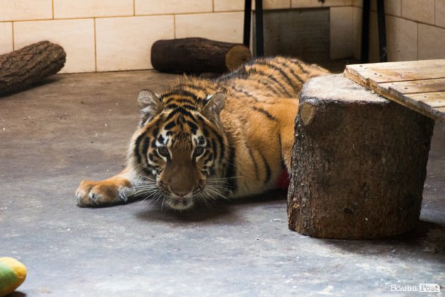 Важить 80 кілограмів і любить купатися: тигреняті Тріші з луцького зоопарку виповнився 1 рік. ФОТО