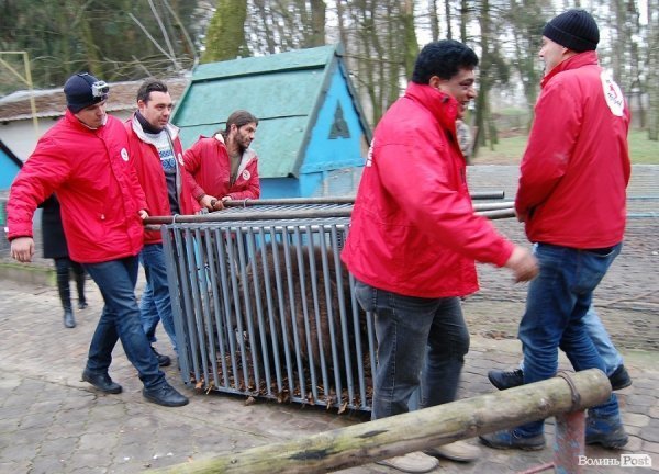 Іноземці забрали ведмежа із луцького зоопарку. ФОТО. ВІДЕО