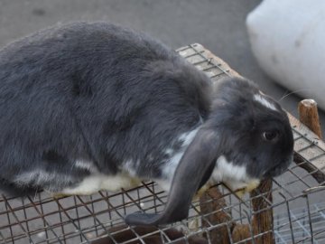 Цукор, риба і кролі: у волинському райцентрі влаштували ярмарок. ФОТО