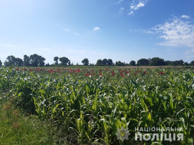 Заховав у кукурудзяне поле: у волинянина на городі знайшли понад 12 тисяч рослин маку. ФОТО