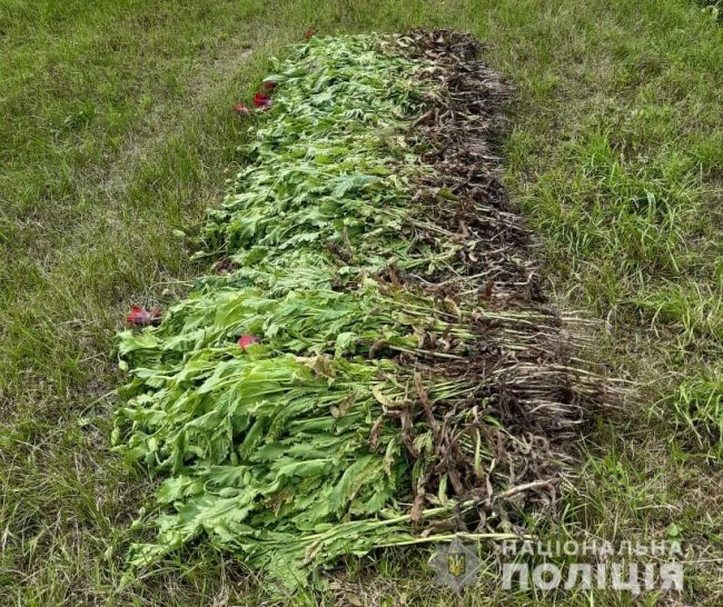 Заховав у кукурудзяне поле: у волинянина на городі знайшли понад 12 тисяч рослин маку. ФОТО