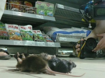 У супермаркет Львова запустили живих мишей, аби ті погризли російські товари. ФОТО. ВІДЕО