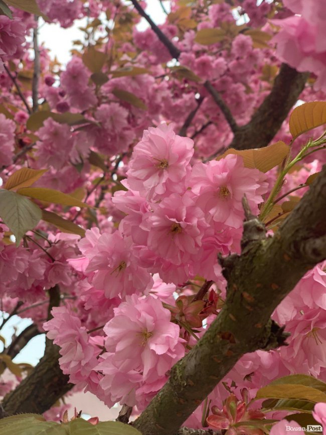Де лучанам помилуватися сакурами та зробити неймовірні фото. ЛОКАЦІЇ
