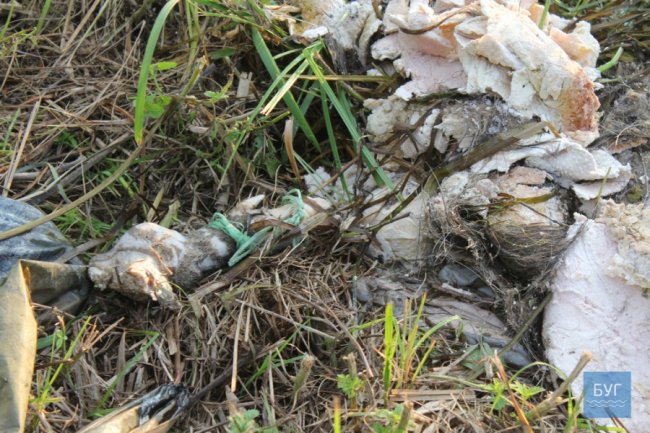 У річку на Волині викинули рештки тварин. ФОТО 18+