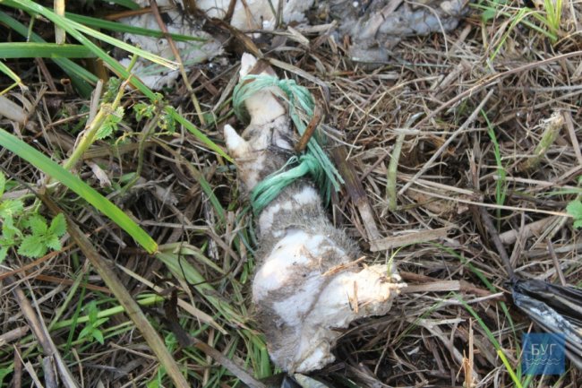 У річку на Волині викинули рештки тварин. ФОТО 18+