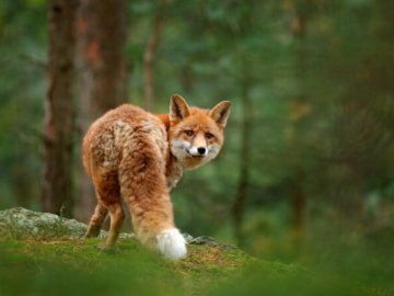 У Луцьку вулицями розгулює лисиця