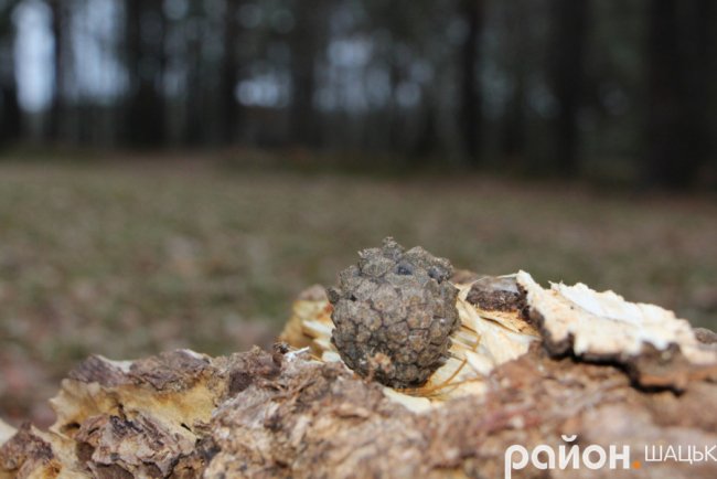 Звідки на волинському озері з'явилася грузинська Піцунда