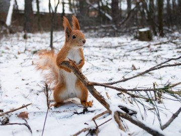 Вітряно та тепло: погода у Луцьку 13 січня