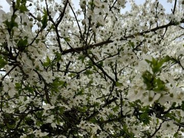 Другий день поспіль у Луцьку фіксують температурний рекорд