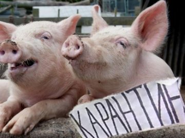В Україні - спалах африканської чуми