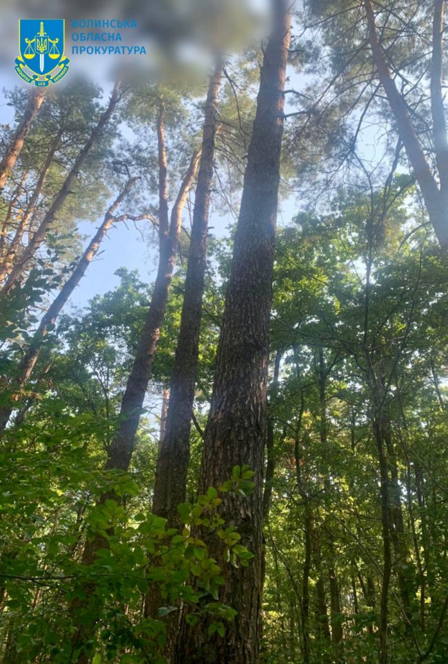 Хотіли зрубати понад три сотні здорових дерев: на Волині трьом  лісівникам повідомили про підозру