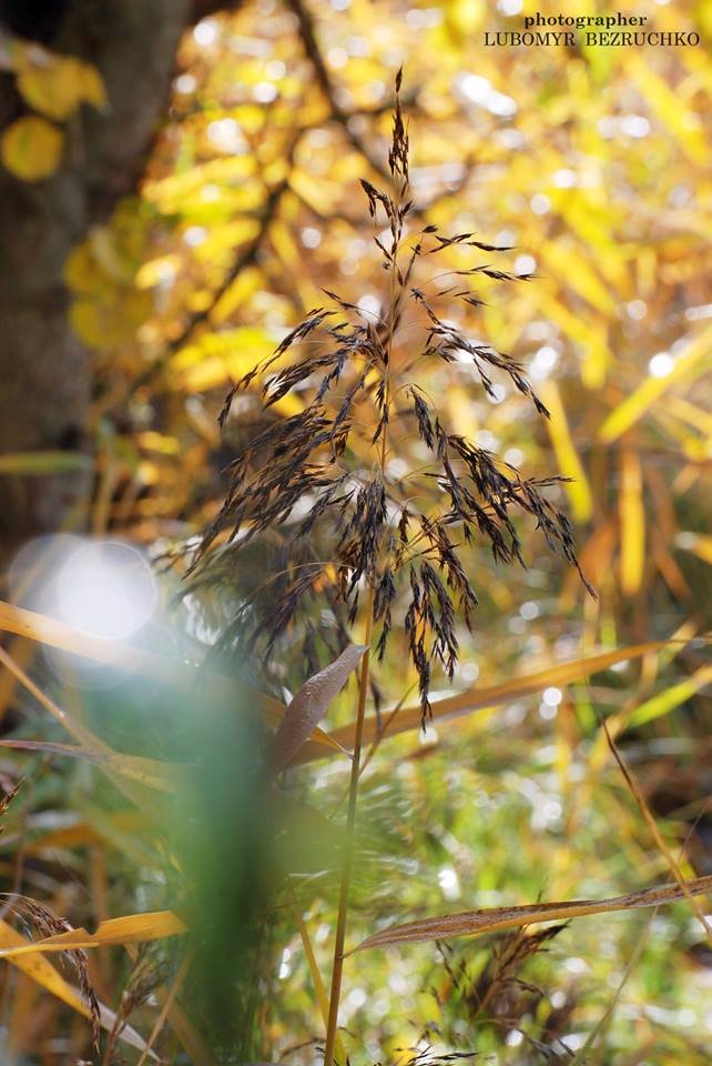Роса і павутинки: луцький фотограф поділився осінніми світлинами