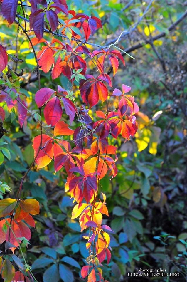 Роса і павутинки: луцький фотограф поділився осінніми світлинами