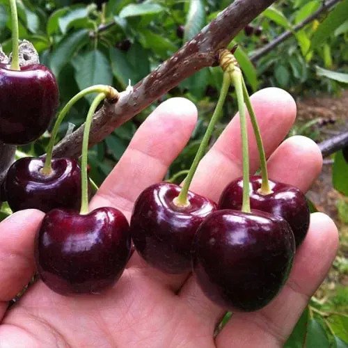 Чому черешня не плодоносить: поширені проблеми та їх вирішення