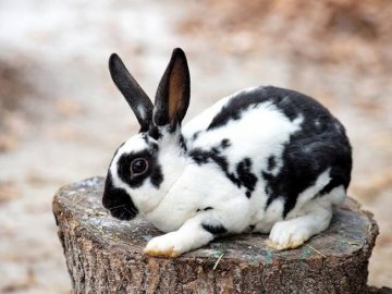 «Вухатий» злочин: спіймали лучанина, який викрадав кролів