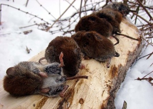 Із запасів ласки