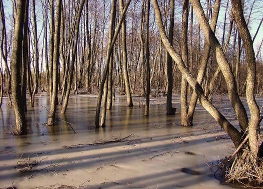 Затоплений ліс