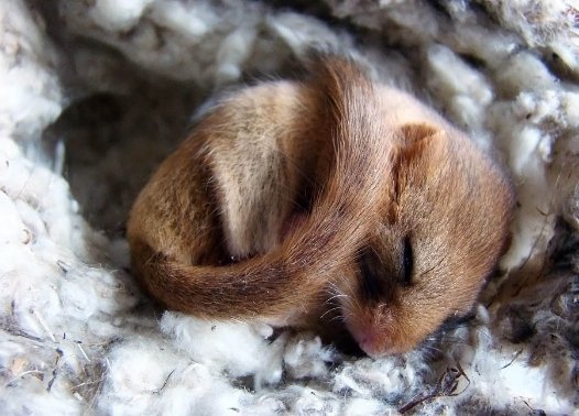 Горішникова соня