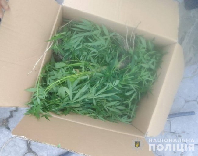 На присадибній ділянці у волинянина виявили 60 кущів конопель