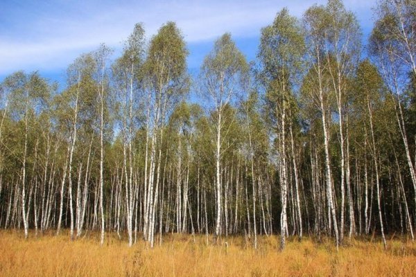 Цуманська пуща: неймовірні фото чарівного лісу