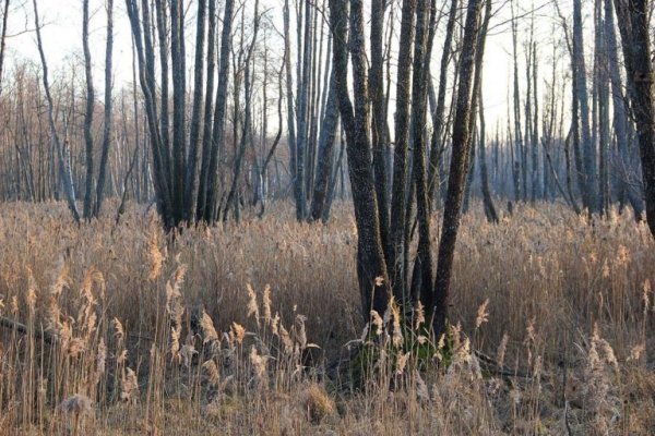 Цуманська пуща: неймовірні фото чарівного лісу