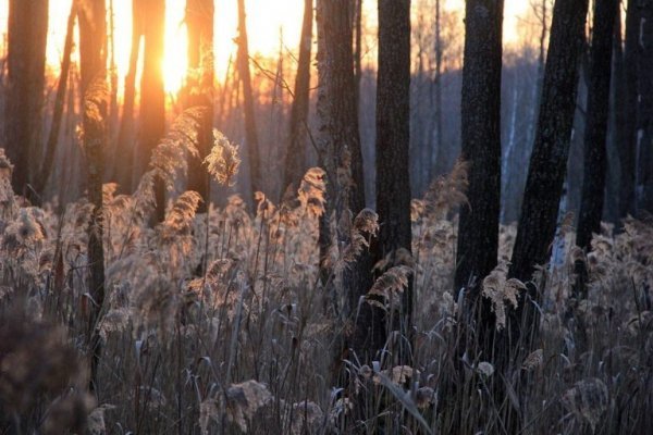 Цуманська пуща: неймовірні фото чарівного лісу