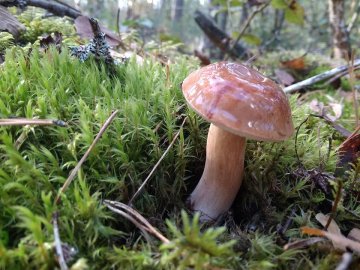 Волинський шоумен похвалився маневицькими грибочками. ФОТО. ВІДЕО