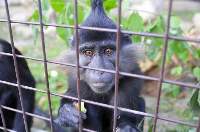 У Луцькому зоопарку – поповнення. ФОТО