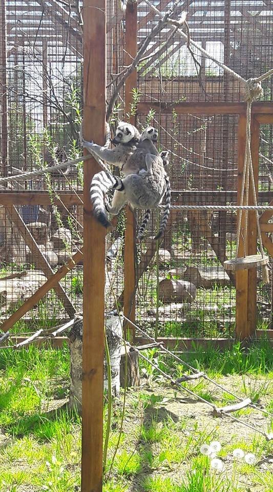 У Луцькому зоопарку – поповнення