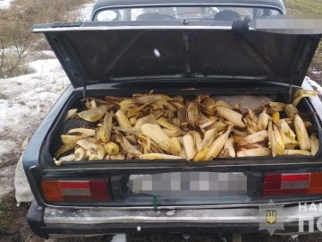 На Волині хлопець викрав у фермера на полі кукурудзу