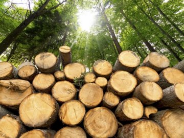 Хлопцю з Волині «світить» до 5 років тюрми за незаконну вирубку лісу