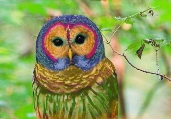 Веселкова сова теж народилася зі звичайної за допомогою