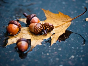 Погода в Луцьку та Волинській області на п'ятницю, 9 жовтня