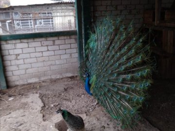 Волинянин вирощує екзотичних птахів. ФОТО