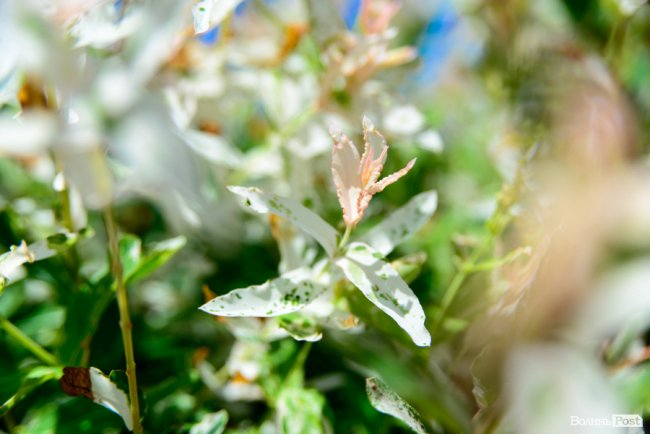 Літні пахощі: головний собор Луцька тоне в трояндах. ФОТОРЕПОРТАЖ