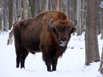 Як у волинському лісі зубрів шукали. ФОТО