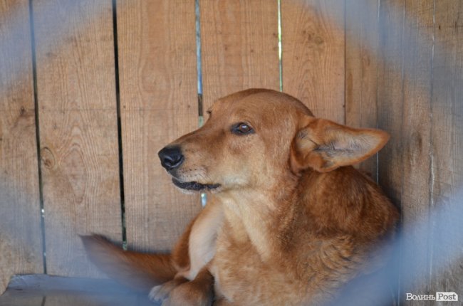 Дім для Річарда: у луцькій «Ласці» живе пес-старожил