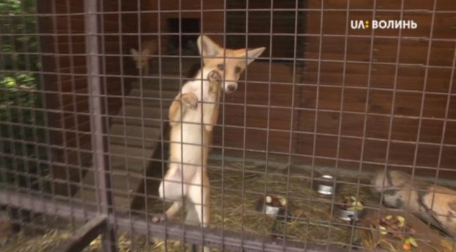 Луцький зоопарк збирає гроші на вольєр для лисенят