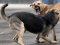 У Нововолинську зграї бродячих псів нападають на людей: як влада збирається вирішити проблему
