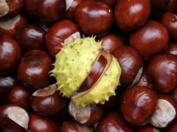 У громаді на Волині збирають каштани, щоб встановити пам’ятний знак воїнам АТО