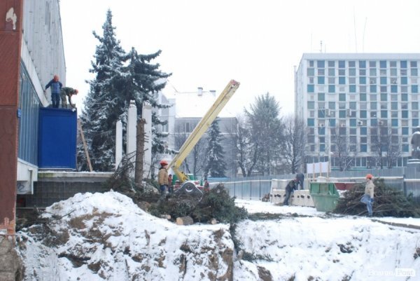 У Луцьку стартувала реконструкція «Променя»: зрізають ялинки. ФОТО. ВІДЕО. ДОКУМЕНТИ