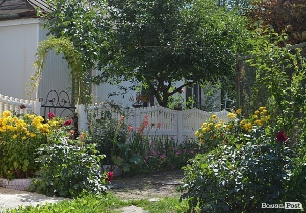 Місто, яке я люблю. Квіти Луцька