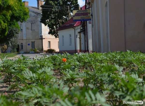 Місто, яке я люблю. Квіти Луцька