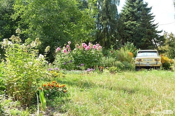 Місто, яке я люблю. Квіти Луцька